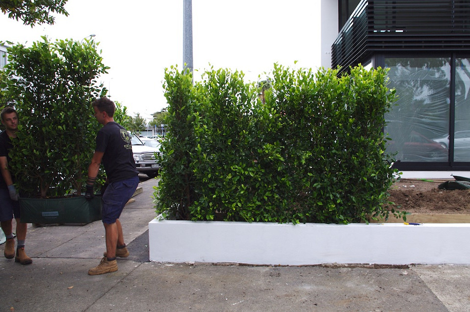 Instant hedge installation