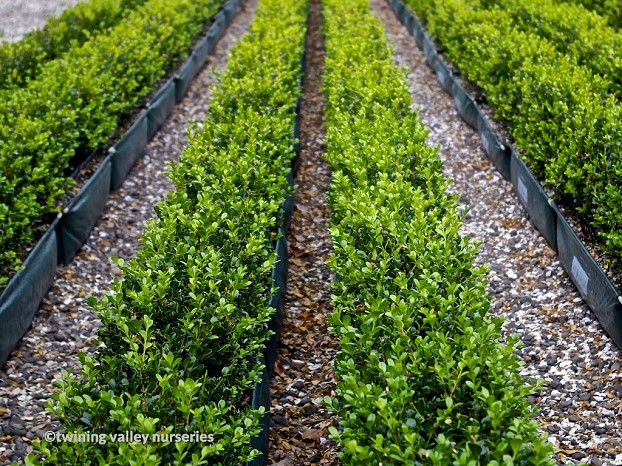 Rows of Buxus 'Green Gem'  instant hedges at Twining Valley Nurseries NZ