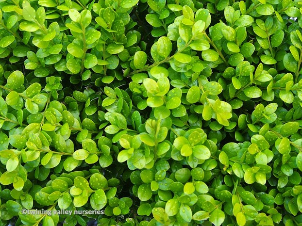 Buxus 'Green Gem' spring growth - instant hedges from Twining Valley Nurseries NZ