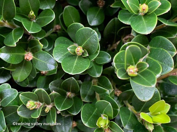 Buxus Green Gem Instant Hedge Twining Valley Nurseries 2812