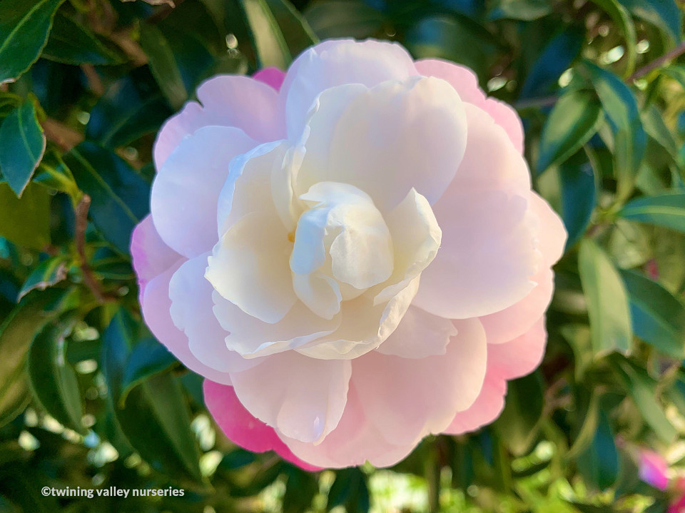 Image of Camellia sasanqua 'Paradise Pearl' instant hedge flower