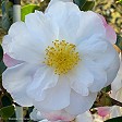 Camellia 'Paradise Venessa'