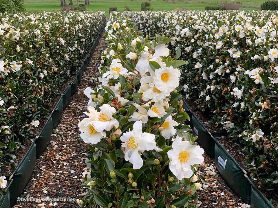 Camellia sasanqua 'Setsugekka' hedges at Twining Valley Nurseries