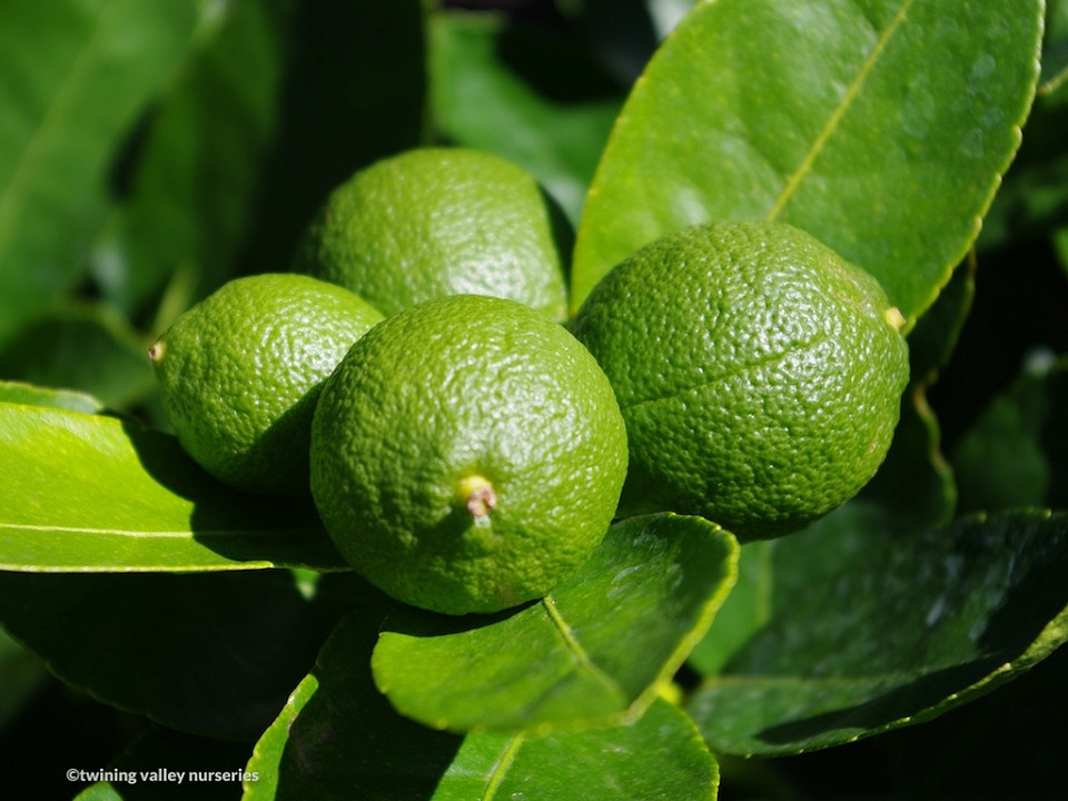 Image of Citrus 'Tahitian Lime' instant hedge fruit