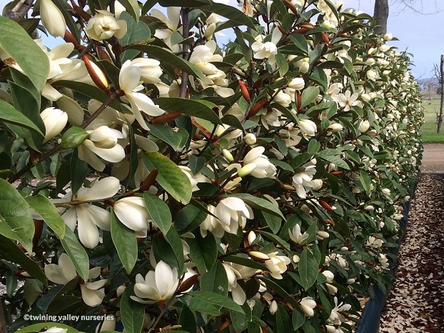 Fairy Magnolia® Cream hedge with creamy-white flowers in full bloom from Twining Valley Nurseries NZ