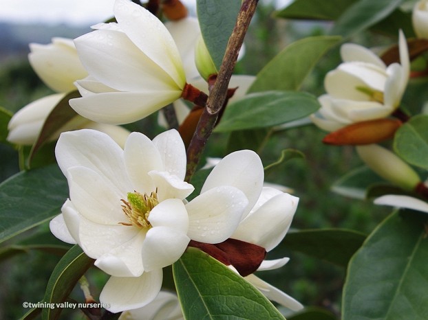 Fairy Magnolia® Cream stunning flowering hedge at Twining Valley Nurseries NZ