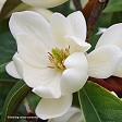 Fairy Magnolia® Cream