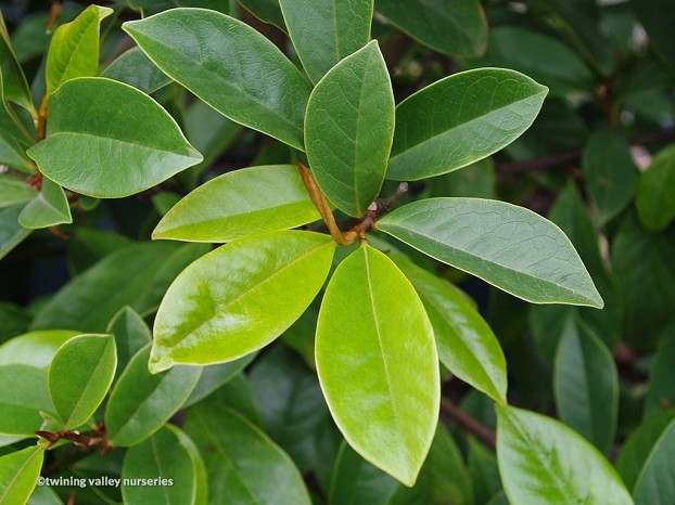 Fairy Magnolia® Cream instant hedge with lush green foliage at Twining Valley Nurseries NZ