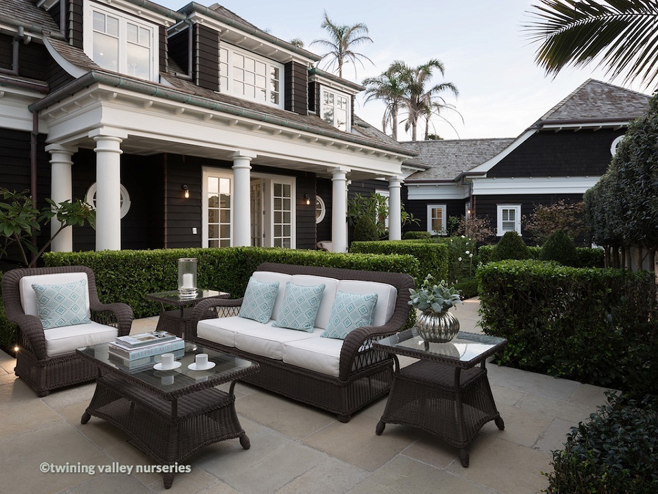Image of instant hedges in courtyard garden