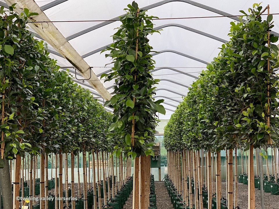 Image of pleached Ficus tuffi trees at the nursery