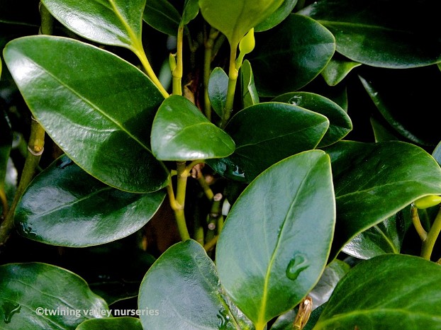 Griselinia 'Ardmore Emerald'  - dark green mature leaves -  instant hedges from Twining Valley Nurseries