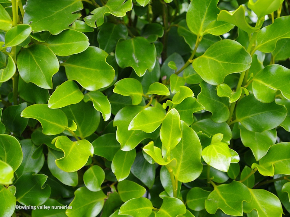 Image of Griselinia littoralis 'Broadway Mint' instant hedge foliage