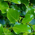 Griselinia 'Broadway Mint'