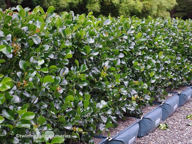 Ilex ‘Hendersonii’ - summer -  instant hedges from Twining Valley Nurseries
