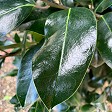 Ilex 'Black Shadow'