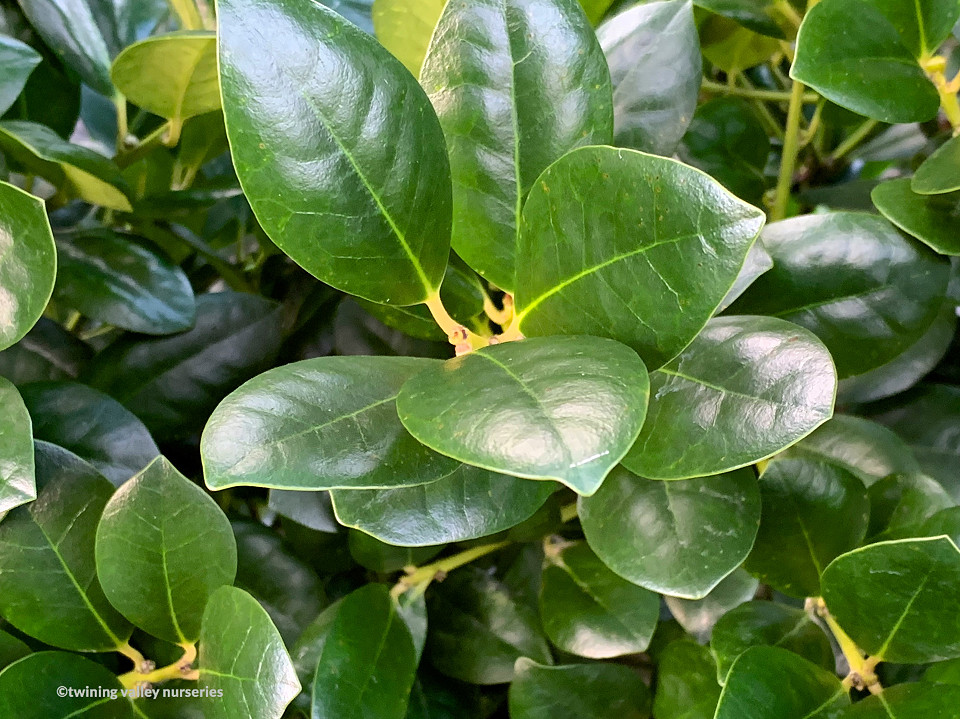 Image of Ilex Largo instant hedge foliage