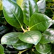 Ilex Largo