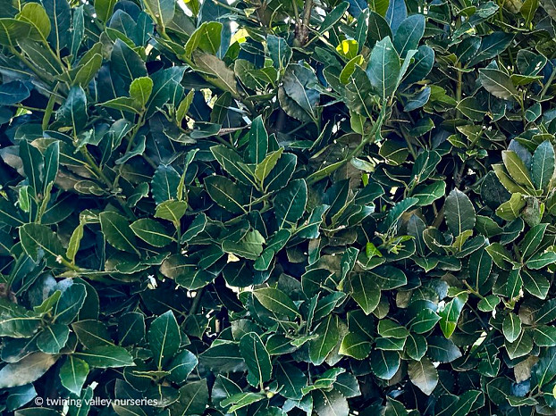 Laurus nobilis 'Pride of Provence' PVR  - mass foliage - instant hedges from Twining Valley Nurseries