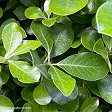 Pittosporum ‘Green Lustre’ (karo)