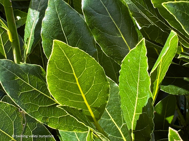Laurus nobilis 'Pride of Provence' PVR - close up