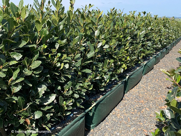 Laurus nobilis 'Pride of Provence' PVR hedge at Twining Valley Nurseries