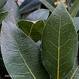 Laurus nobilis ‘Verdi' (bay)
