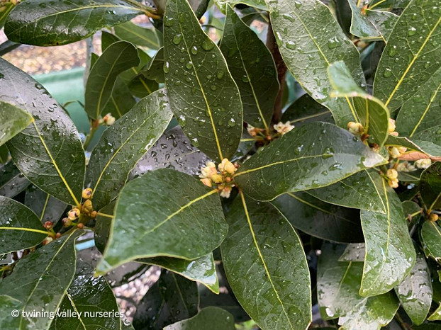 Laurus nobilis ‘Verdi' spring flowers on instant hedges from Twining Valley Nurseries