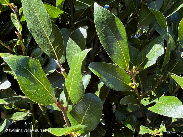 Laurus nobilis ‘Verdi' instant hedge foliage at Twining Valley Nurseries