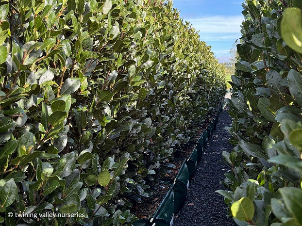 Laurus nobilis ‘Verdi' instant hedges from Twining Valley Nurseries