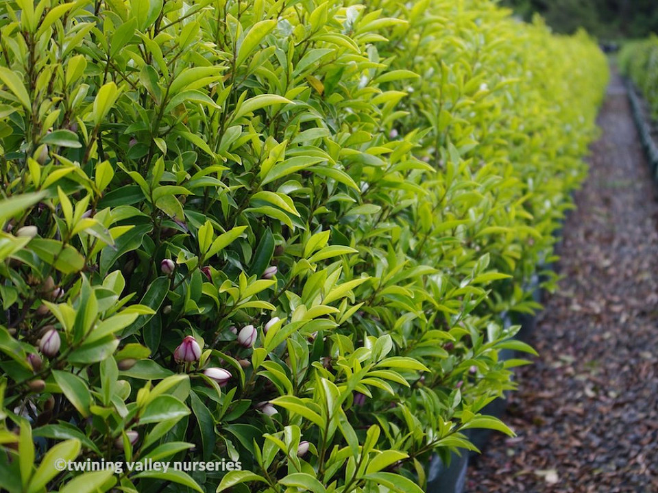 Image of Michelia figo instant hedges in bloom
