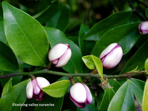 Michelia figo hedge in full bloom with glossy foliage and fragrant flowers from Twining Valley Nurseries