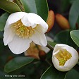 Michelia gracipes