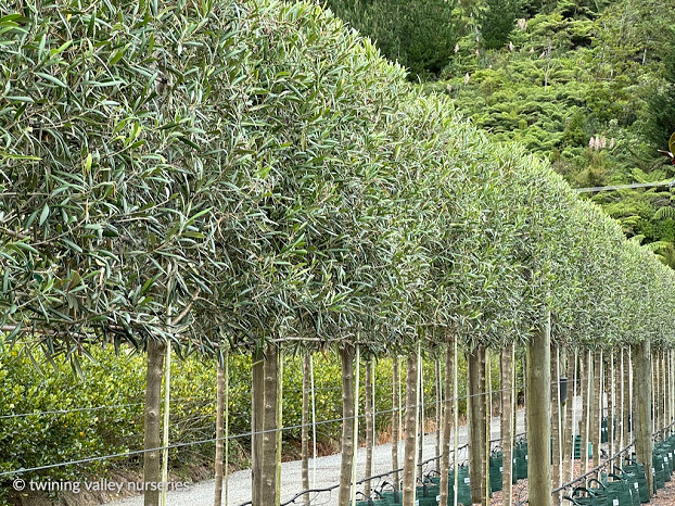 Olive pleached screen hedge. | Twining Valley Nurseries