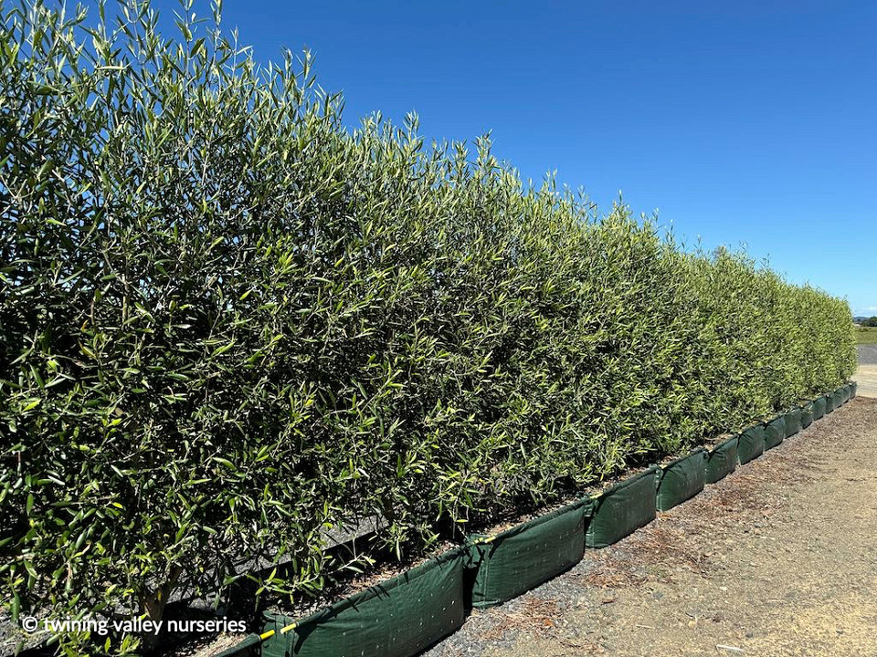 Image of Olea Europaea ‘El Greco’ Olive instant hedges