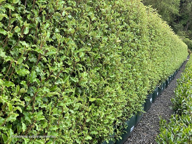 Olearia paniculata - hedge - instant hedges from Twining Valley Nurseries NZ