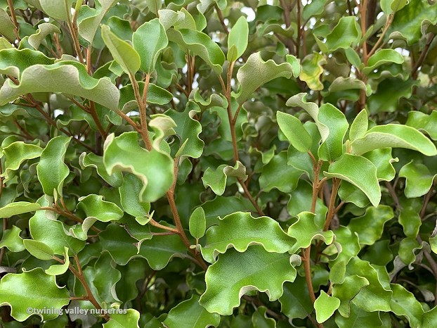 Olearia paniculata - foliage - instant hedges from Twining Valley Nurseries NZ