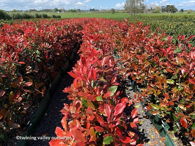 Photinia 'Red Robin' - hedgerows -  instant hedges from Twining Valley Nurseries