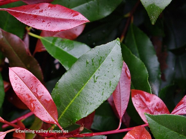 Photinia 'Red Robin' -  new spring growth -  instant hedges from Twining Valley Nurseries