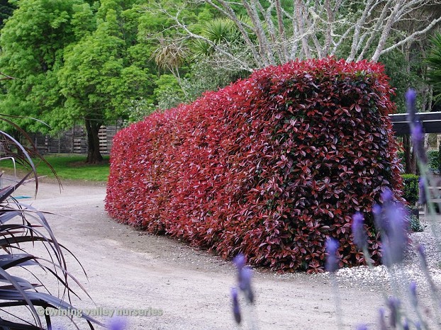 Photinia 'Red Robin' - at the nursery -  instant hedges from Twining Valley Nurseries