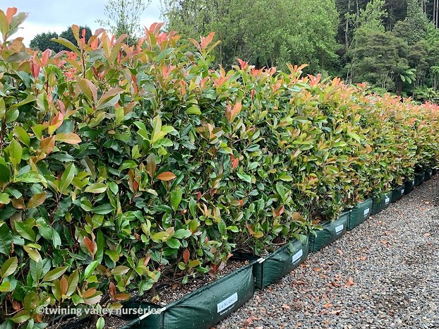 Photinia 'Red Robin' Instant Hedge | Twining Valley Nurseries