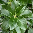 Pittosporum 'Irish Luck'
