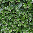 Pittosporum 'Stephens Island'