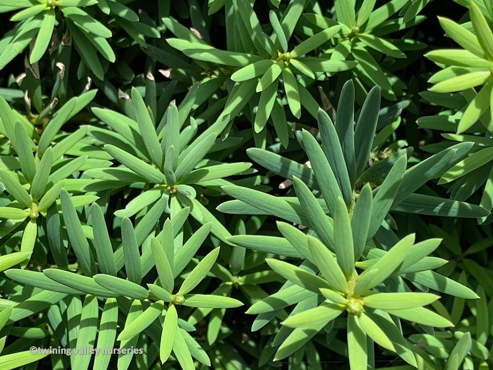 Image of Podocarpus totara 'Ardmore Green' instant hedge foliage