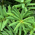Podocarpus 'Ardmore Green' (totara)