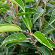 Prunus lusitanica (Portuguese laurel)