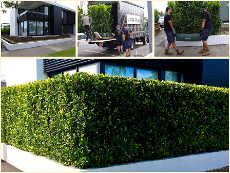 Living Walls™ instant hedge completing the landscape around a contemporary new build.
