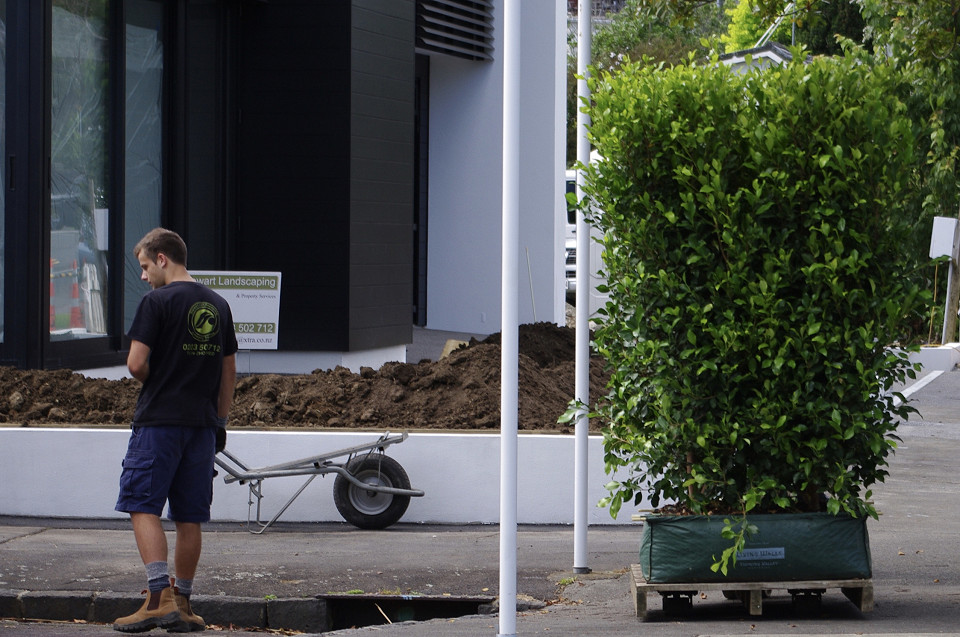 Instant hedge ready to install