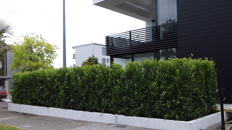 Main hedge installed
