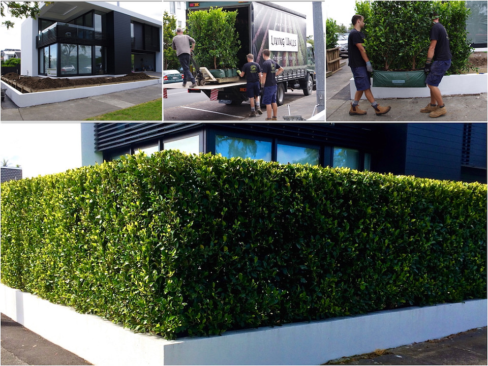 Image of instant hedge installation results