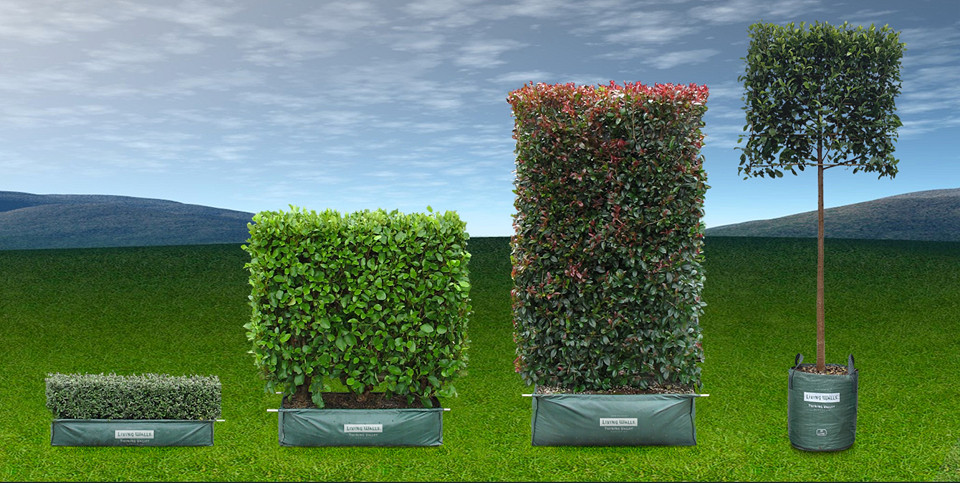 Twining Valley Nurseries range of instant hedges logo for Living Walls™